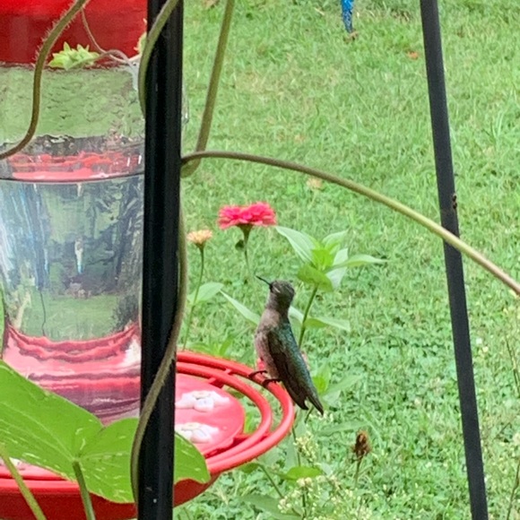 Meet your Posher, Terri lynn - Picture 13 of 16